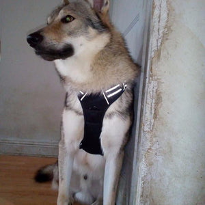 Cliente Trufo