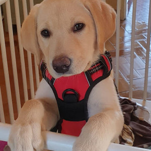 Cliente Trufo
